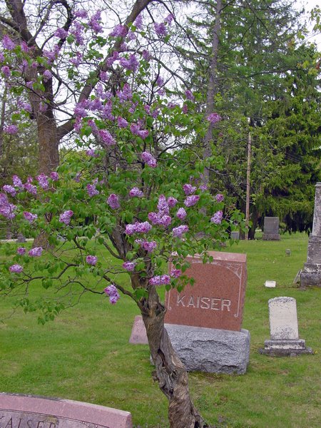lilac kaiser 2009